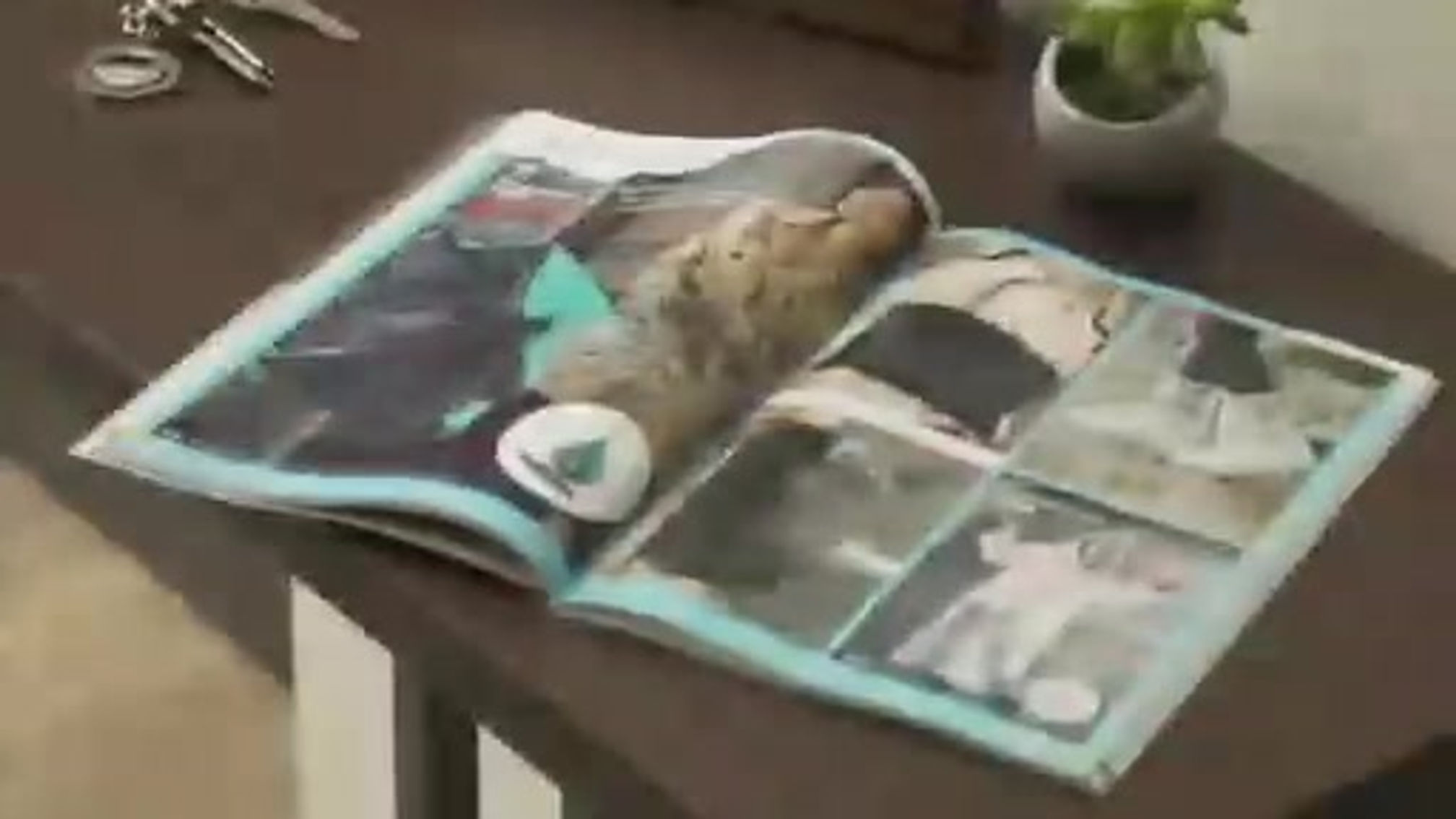 !LLEGO EL CATALOGO 5!